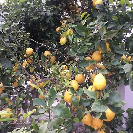 Giardino. Bilocale Grande A 800 M Dal Mare. 4 Posti Letto. Apartment *